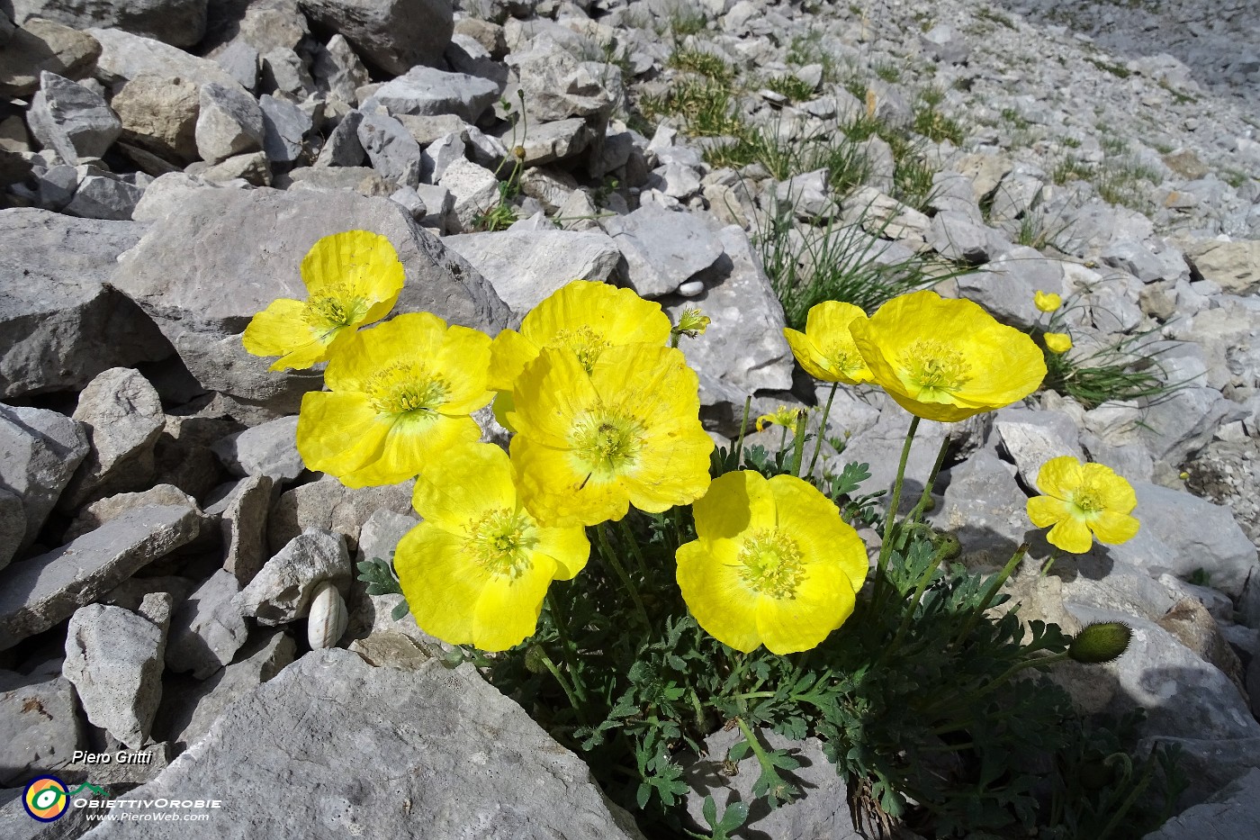 38 Papavero alpino (Papaver rhaeticum).JPG